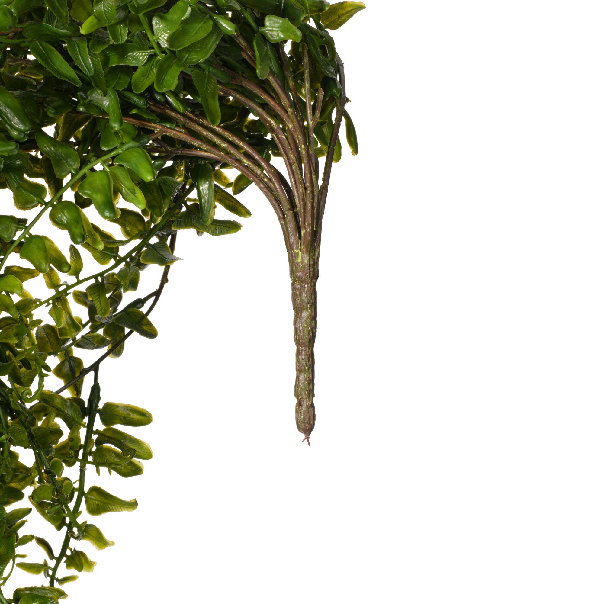 2.5ft. Green Buckler Fern Vine